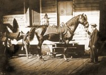 Rienzi alias Winchester